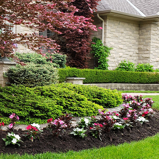 A garden in front of a house, flowers line the front with shrubs and bushes in the back